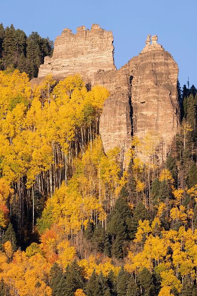 Jaynes Gallery 아티스트의 USA-Colorado-Uncompahgre National Forest Pinnacle Ridge towers over aspens in autumn작품입니다.